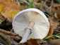 Karcsú őzlábgomba (Macrolepiota mastoidea), Pilis